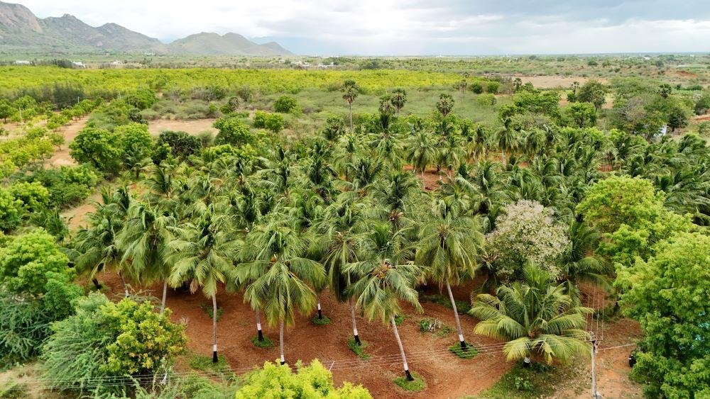 Farm Land for Sale in Melacheval Tirunelveli